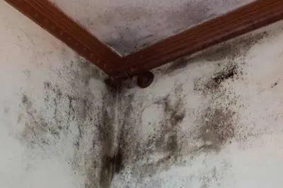 墻面發霉怎么處理？教你一招自己在家就能解決